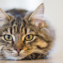 1200 pexels photo cat animal 126407
