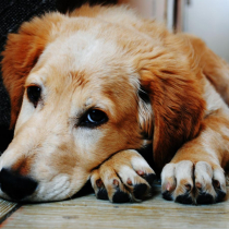 zvracejici pes radaveterinare.cz big